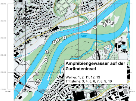 Amphibiengewässer auf der Zurlilndeninsel