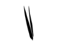 Rufbild Fransen-, Bechstein, Wimpernfledermaus