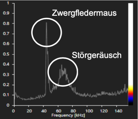 Ruffrequenz Zwergfledermaus