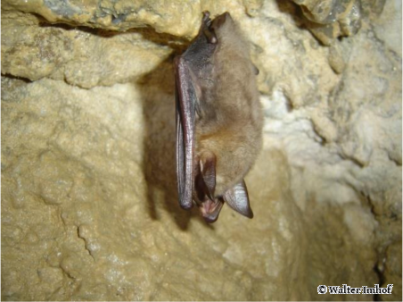 Grosses Mausohr während der Winterruhe in einer Höhle (wi)