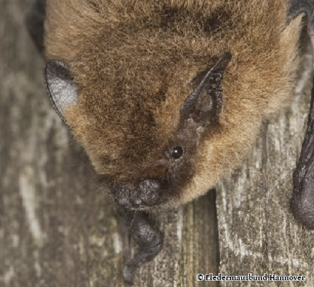 Zwergfledermaus