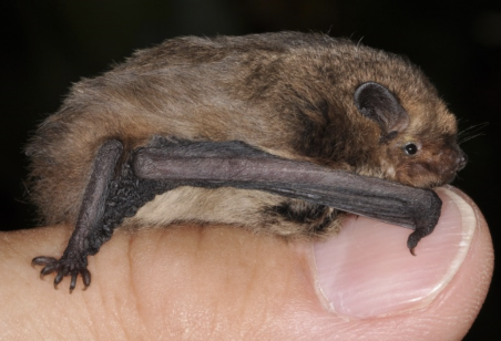Mückenfledermaus