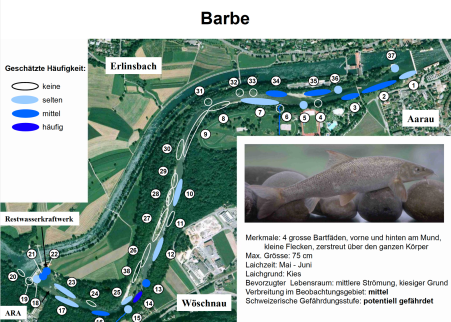Fischbeobachtung am Bsp. der Barbe Fischbeobachtung am Bsp. der Barbe